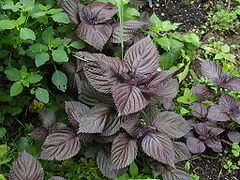 240px-Purple_Perilla_foliage - Saffron4health