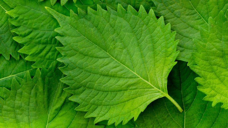 Fresh,Green,Shiso,(perilla,Frutescens),Or,Oba,Leaf - Saffron4health
