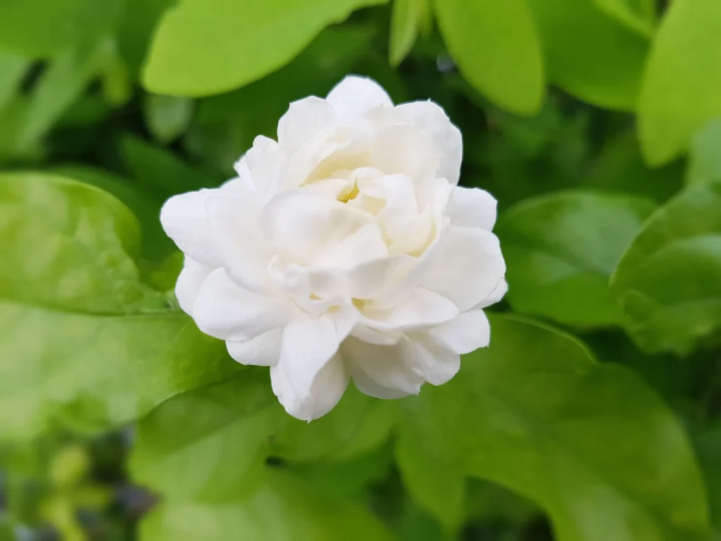 Arabian-jasmine - Saffron4health