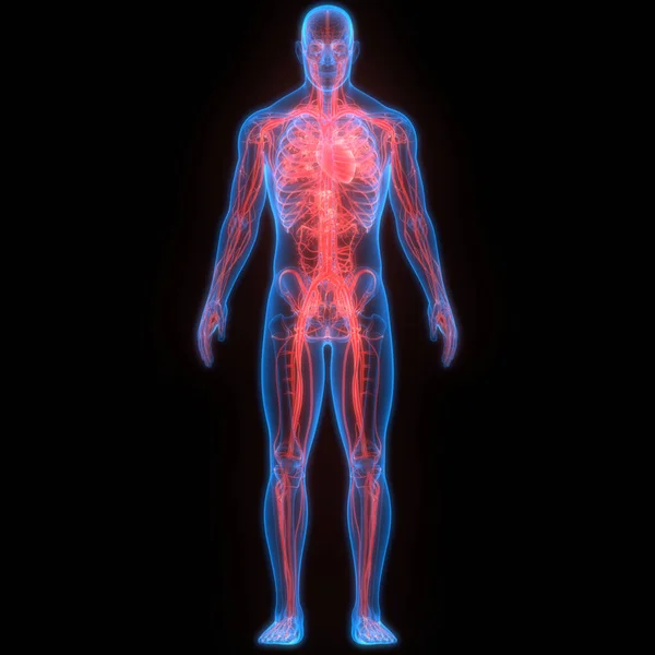 depositphotos_310180364-stock-photo-illustration-human-body-system-anatomy - Saffron4health