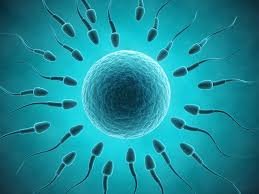 images (14) - Saffron4health