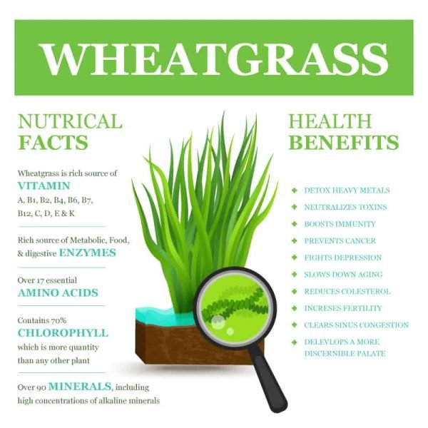 wheat-grass_new-600x600 - Saffron4health